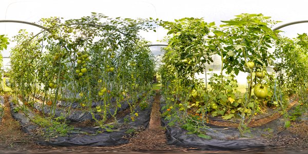 La serre à tomates du jardin de Veillac